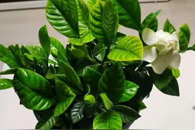 栀子茉莉花用醋养一养，叶子绿，花朵多，气味香图片