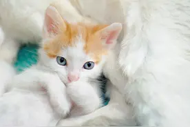 养猫经验：小猫一个月能吃猫粮吗图片