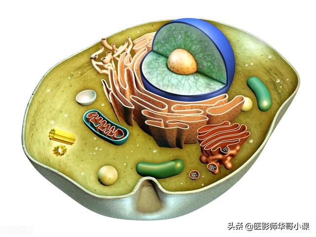 未角化复层扁平上皮的形态结构