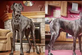 斩获吉尼斯世界记录的大型犬！比人还要高！图片