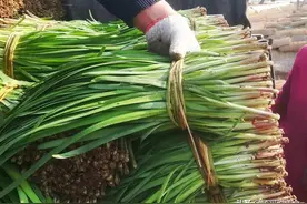 买韭菜，分清“红根”和“白根”，区别还挺大，弄懂再买不被忽悠图片