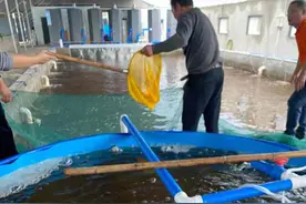 对虾难养？且看虾菜共生如何化解难题图片