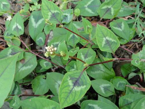 中药材火炭母草根