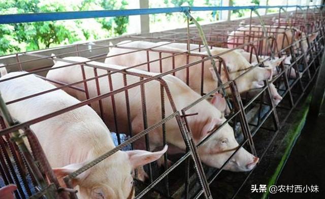 猪为啥会咬尾巴？猪咬尾怎么办？你知道吗