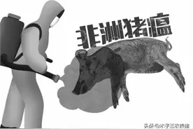 爆发非瘟的猪场，还能复养吗？猪场怎么清理和消毒，做到这3点！图片