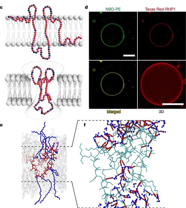 “随意”聚出来的聚合物，如何登上Nature？