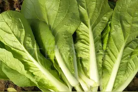 青菜绿色生产栽培技术图片