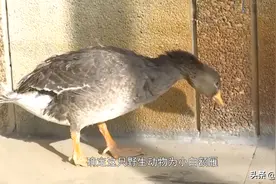 大鹅队伍混进一只陌生“鹅” ，个头有点小，来头可不小图片