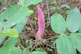 农村一种“猫尾巴”草，过去泛滥成灾没人要，殊不知是珍贵的药材图片