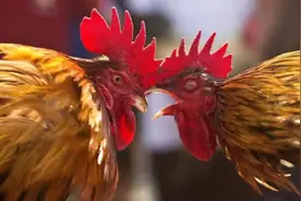 又一例！印度一男子非法斗鸡，被鸡所伤致死图片