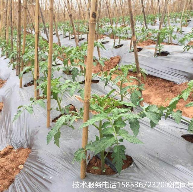 秋茬蔬菜定植后如何预防根腐病、青枯病、疫病等病害