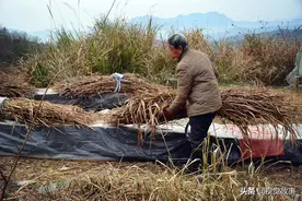 73岁大爷常年生活在野外，2儿1女不在身边，收入越高越不高兴图片