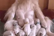 金毛把德牧“嚯嚯”了，生下了4只娃，看到奶狗长相笑翻了图片