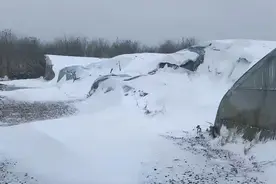 降雪持续 京郊有采摘园大棚被积雪压塌图片