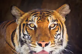 长白山猎人讲述老虎、狗熊、棕熊的地盘争夺战，令人心惊胆战图片