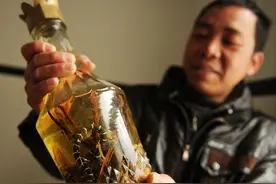 泡在酒里的毒蛇“复活”，屡屡伤人，为何一年多时间蛇还没死？图片