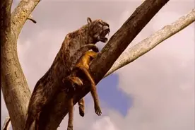 数百万年前，猫科动物是古人类的噩梦，为什么现在的老虎不敢吃人图片