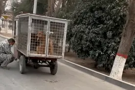 从屠宰车上救下的怀孕金毛，隔天生了8只幼崽：上天赐予的礼物图片