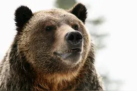 他把野生灰熊当朋友，与熊相处了13年，最终和女友全被灰熊吃干净图片