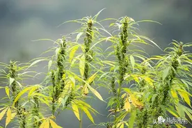 【古府墨香】凌云火麻图片