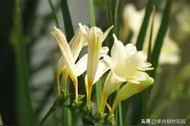 花中的“香妃”小苍兰的栽培与管理方法图片