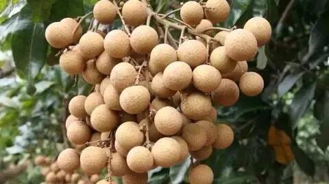 海南的水果上市时间表你知道有什么水果吗？