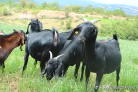 多胎山羊能产几只？养殖户要擦亮眼睛，努比亚黑山羊不低于波尔羊图片
