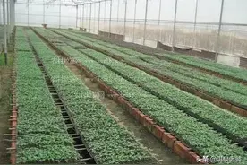「建议收藏」蔬菜种子催芽小技巧图片