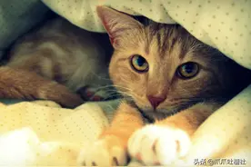 熊孩子伤害了我的猫，我把他狠狠打了一顿图片