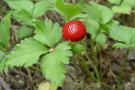 野草莓虽然好吃，但它蛇莓很相似，千万别搞错了哦！图片