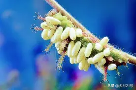 农作物害虫为什么越来越多？防虫三方法，可防害虫徒长图片