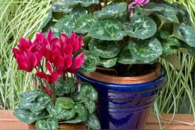 分享9种有格调的“旺财花”，除了好看，还吉祥，寓意财源滚滚图片