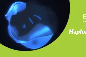 纯系养成——单倍体诱导技术（一）图片