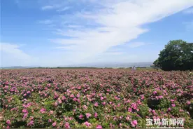 表白需要999朵玫瑰？来宝鸡渭滨，送你500亩玫瑰图片