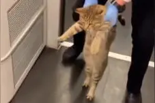 猫咪溜进高铁被架下车 走出灵魂小碎步图片