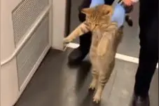 猫咪溜进高铁被架下车 走出灵魂小碎步图片