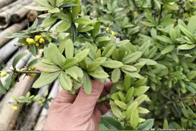 有种浑身长刺，农村人见到就要砍掉的植物，殊不知价值上百元一斤图片