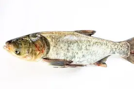 野钓鲢鳙杂鱼闹？小小改变，避开杂鱼，引来鲢鳙群疯狂抢食图片