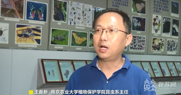 夜幕下闪耀的小精灵，关于萤火虫你知道多少？