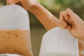 换个包装就能火？最近“袋装奶茶”几乎开遍了半个中国图片