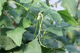 种蔬菜，硼肥使用效果差？农户的方法用错了，3个方面很关键图片