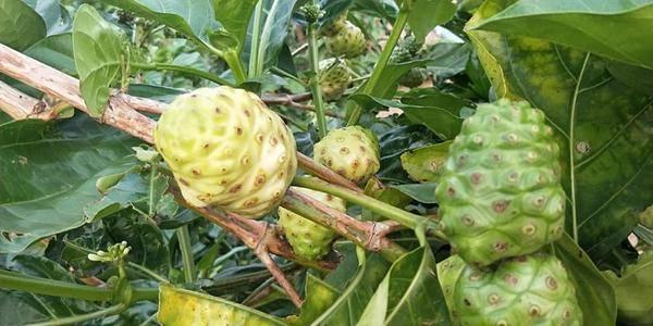 海南农业领军企业---东方嘉品源农业科技开发有限公司