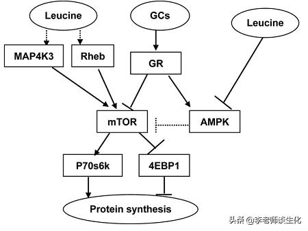 氨基酸的碳架氧化（二）