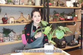 水培千手观音，又一款超好养的绿植，不过它真的有毒视频封面