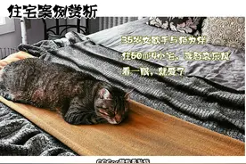 35岁女歌手的独居生活：住50㎡小家，与猫为伴，舒适又个性图片