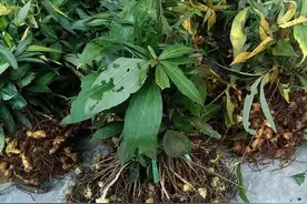 李时珍：“该草列于草部之首，仙家以为芝草之类”，见到要珍惜图片