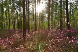 传说迁西县九泉寺的山坡上埋着一个聚宝盆，曾被当作狗盆子图片
