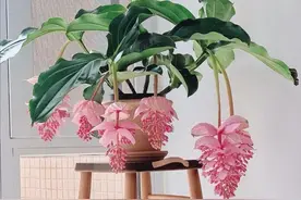 “人养花三年，花养人一生！”家居盆花100种，总有几款你喜欢图片