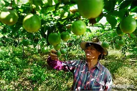 百香果高产栽培及病虫害防治，科学种植是关键，致富方法要了解图片