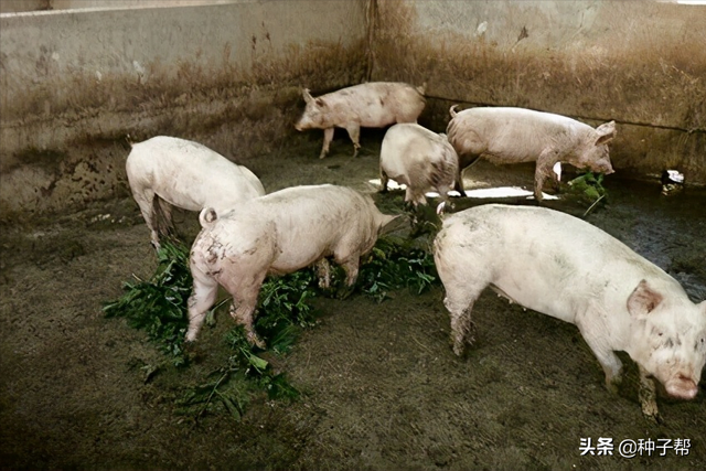 有关俄罗斯饲料菜畜牧价值，你想知道的都在这里了